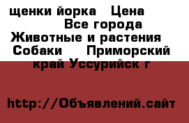 щенки йорка › Цена ­ 15 000 - Все города Животные и растения » Собаки   . Приморский край,Уссурийск г.